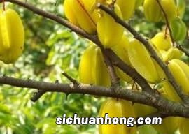 杨桃什么样才是坏的