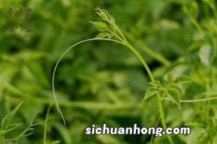 蓝龙须茶有什么作用