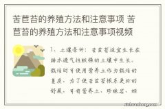 苦苣苔的养殖方法和注意事项 苦苣苔的养殖方法和注意事项视频