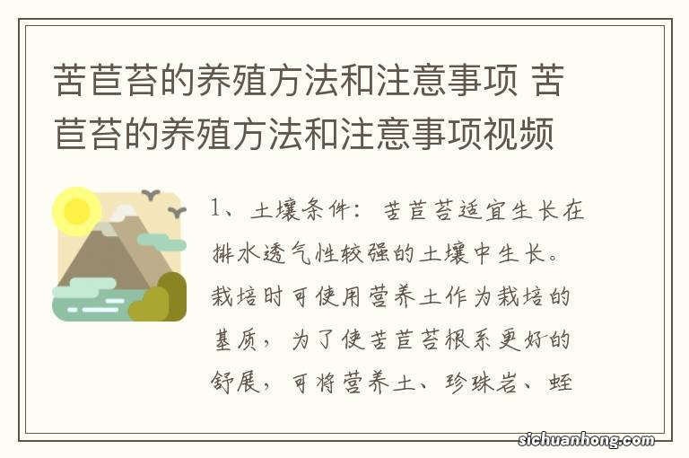 苦苣苔的养殖方法和注意事项 苦苣苔的养殖方法和注意事项视频