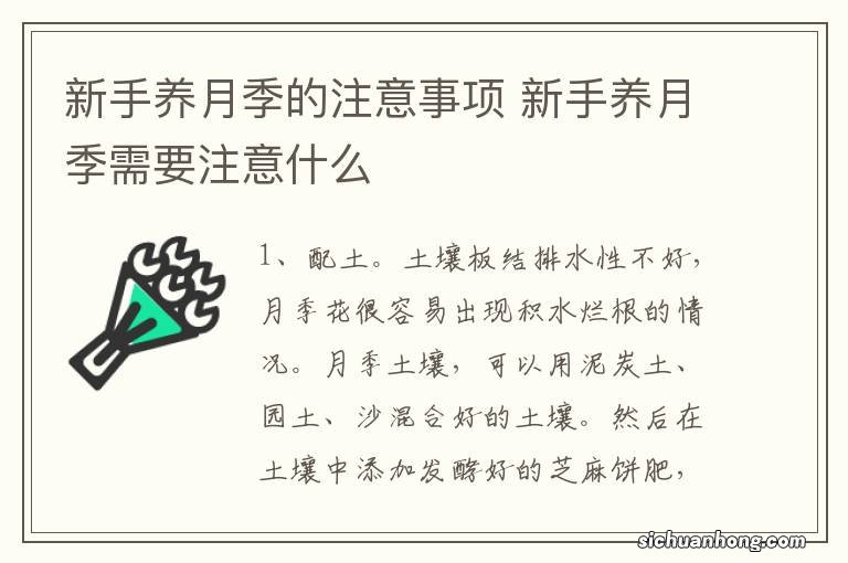 新手养月季的注意事项 新手养月季需要注意什么