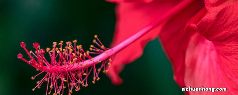 扶桑花的养殖方法和注意事项 扶桑花的养殖方法