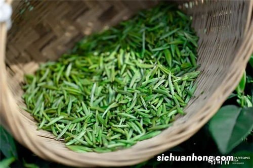 高山春芽是什么茶