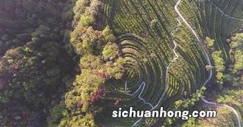 翠雾是什么茶叶