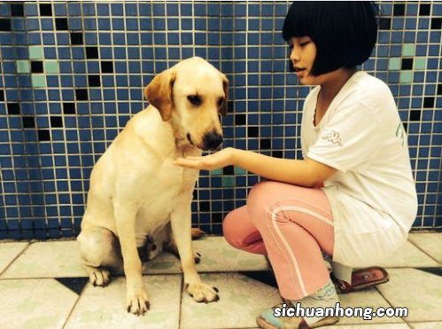 狗狗为什么会有肾脏问题