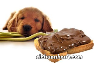 狗狗为什么会有肾脏问题