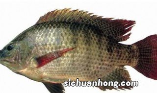 罗非鱼吃什么 罗非鱼主食是什么