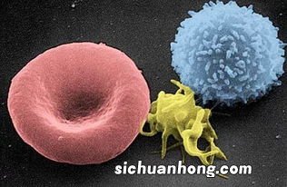 吃什么对身体细胞好