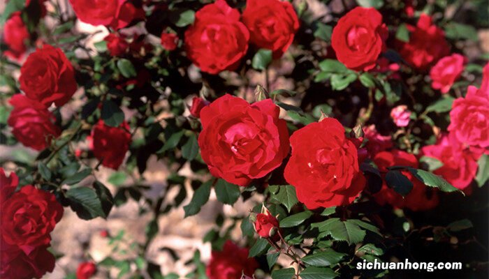 玫瑰送几朵代表什么意思 玫瑰送几朵