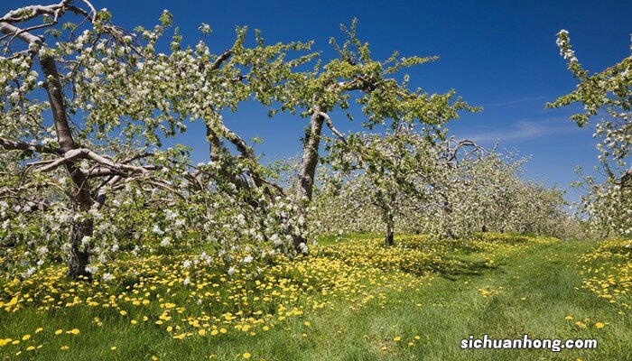 马醉木有毒吗能家养吗视频 马醉木有毒吗能家养吗