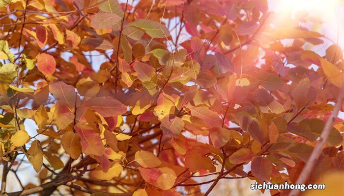 黄栌盆景的大忌讳 黄栌下山桩怎么提高成活率
