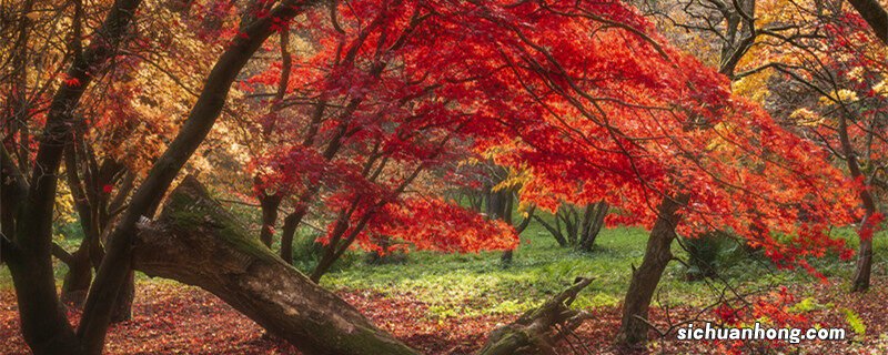 火焰兰水养方法和注意事项 火焰兰水养方法