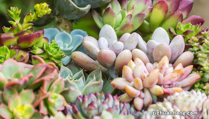 什么植物防辐射效果最好 什么植物防辐射