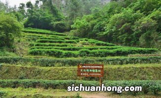 武夷山盛产什么茶叶