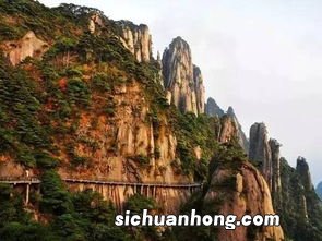 三清山有什么茶叶