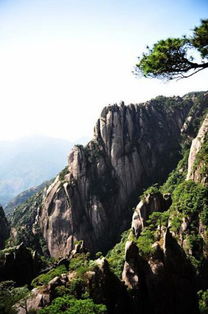 三清山有什么茶叶