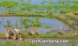 养鸭子的方法 鸭子如何放养