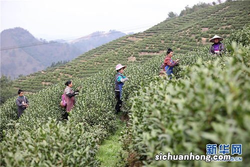 贵阳丹寨有什么茶