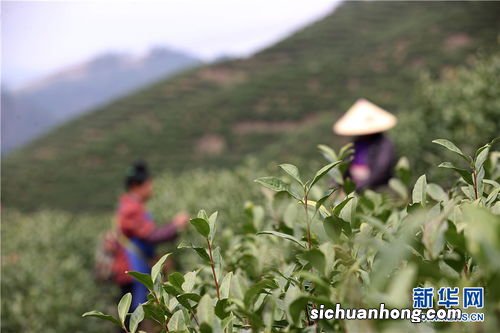 贵阳丹寨有什么茶