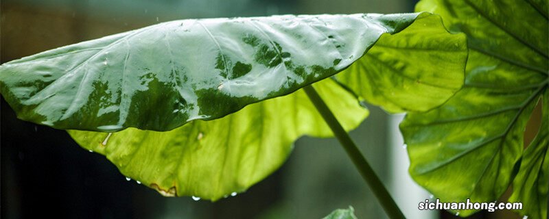 芋头黄叶病怎么防治最好 芋头黄叶病怎么防治