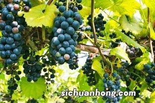 什么山葡萄