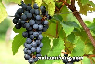 什么山葡萄