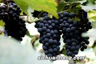 什么山葡萄