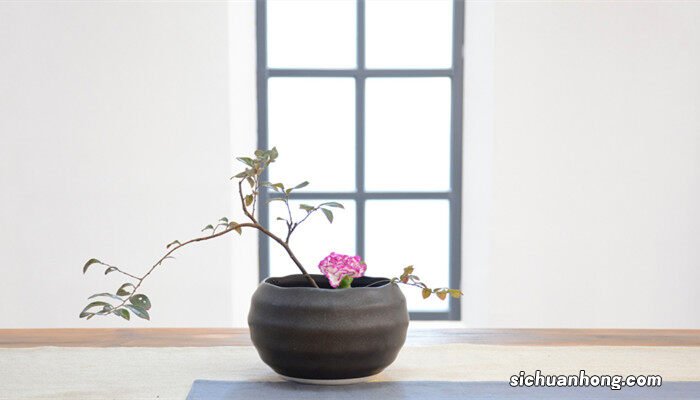 兰花在什么季节的什么时候开花