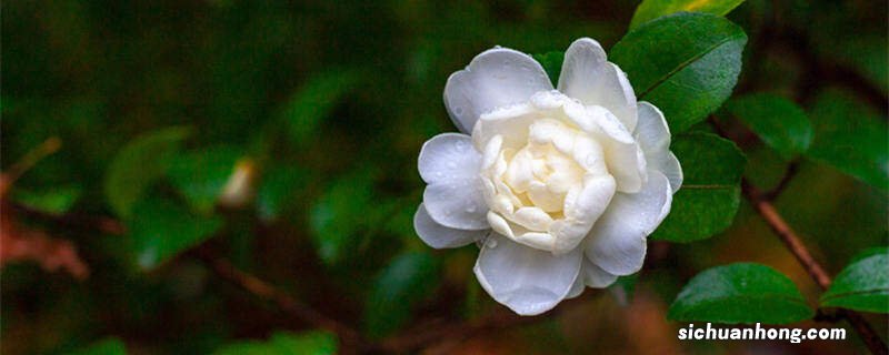 昆明的市花是什么花啊 昆明的市花是什么花