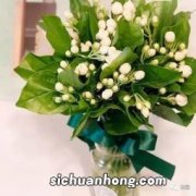 茉莉鲜花和什么花搭配