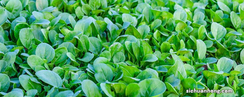 夏季小白菜种植技术视频 夏季小白菜种植技术