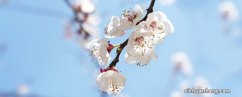 桃花什么时候开放 桃花什么时候开