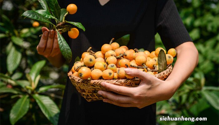 枇杷树怎么种植方法 枇杷树怎么种植