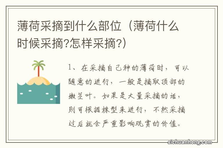 薄荷什么时候采摘?怎样采摘? 薄荷采摘到什么部位