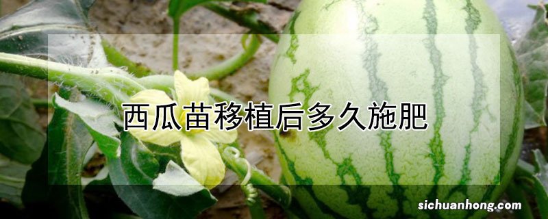 西瓜苗移植后多久施肥