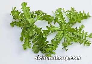 孕妇能吃的野菜是什么