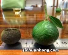 青柑黑茶有什么作用