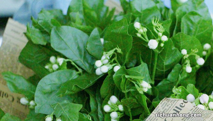 栀子花适合放在室内养吗冬天 栀子花适合放在室内养吗