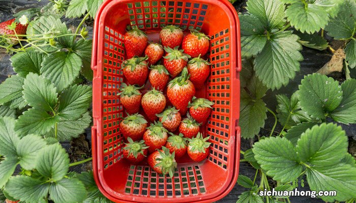 草莓种植时间和方法发芽到结果 草莓种植时间和方法