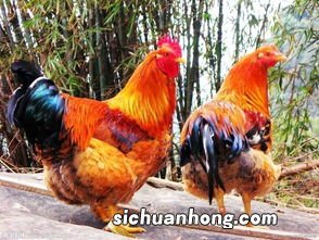 黄金鸡是什么鸡