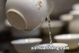 露水泡什么茶好