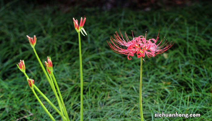 彼岸花的寓意和象征意义 彼岸花的寓意和象征