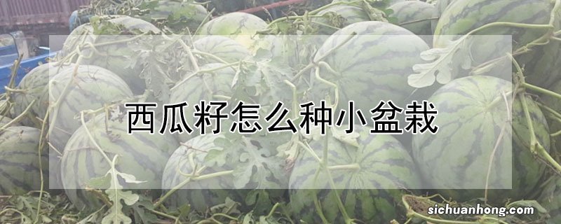 西瓜籽怎么种小盆栽