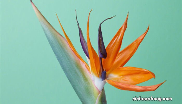 乔迁之喜送什么花合适 乔迁之喜送什么花