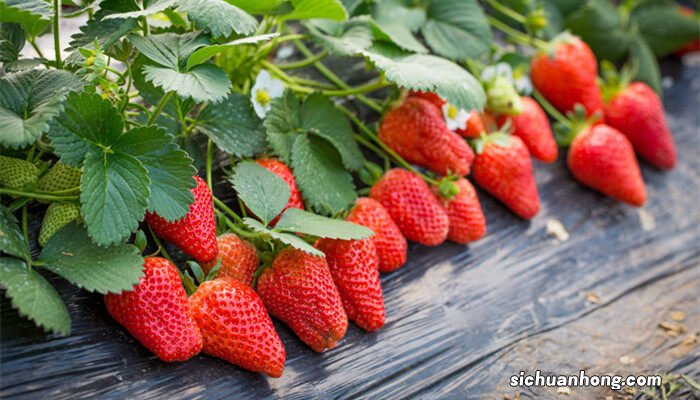 盆栽草莓浇水的正确方法 草莓浇水的正确方法
