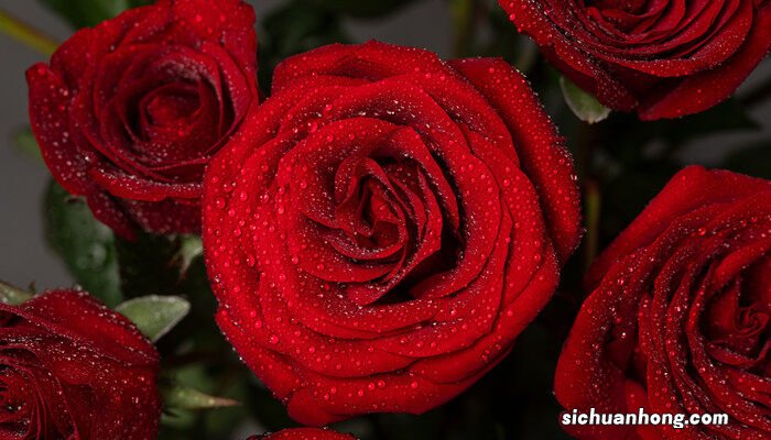 母亲节送什么花合适,有什么含义 母亲节送什么花