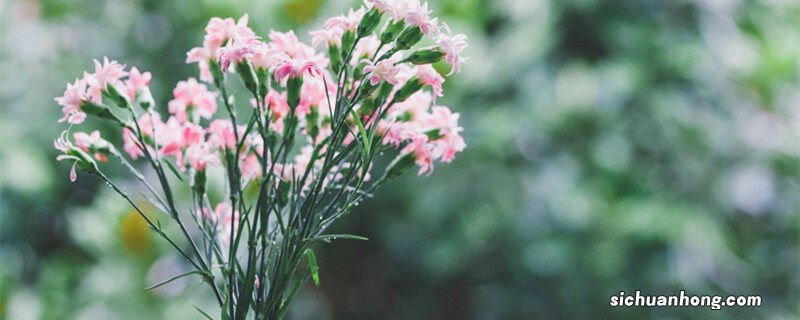 母亲节送什么花合适,有什么含义 母亲节送什么花