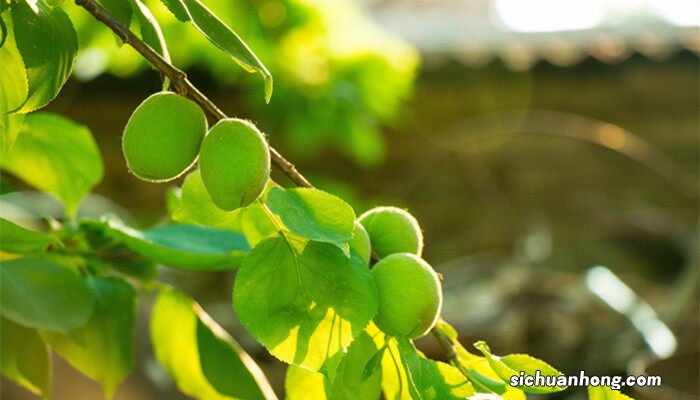 杏树种植技术与管理视频 杏树种植技术与管理