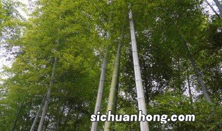 花毛竹怎么种植方法 种植方法如下