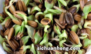 种油葵芽的方法 油葵芽如何种植